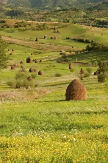 Stacks: Romania, Transilvania, Salaj, Hay stacks