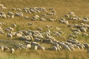 Transylvania: Romania, Transilvania, Sheep herd