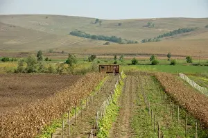 Shack: Romania, Transylvania, Rosnov. Romanian