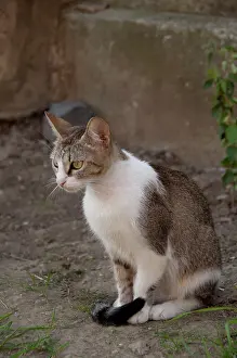 Everyday: Romania, Transylvania, Sighisoara. Pet cat