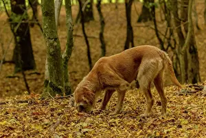 Farmer: Romanian truffle-hunting dog in old woodland in