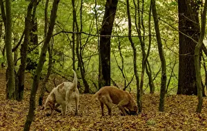 Farmer: Romanian truffle-hunting dogs in old woodland in