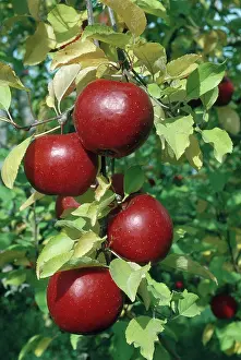 Ripening: Rome Beauty Apples