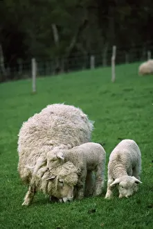 Kindgom: ROMNEY SHEEP