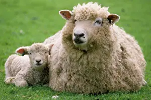 Romney: ROMNEY SHEEP