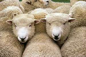 Crowded: Romney sheep