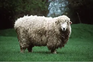 Romney: ROMNEY SHEEP