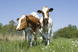 Wieden: roodbonte koe