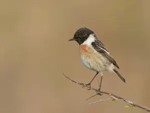 Saxicola: Roodborsttapuit-Hargen