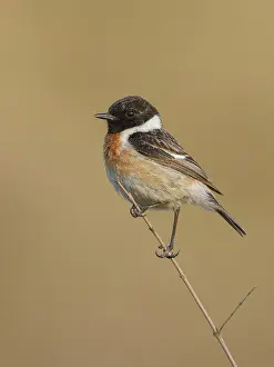 Saxicola: Roodborsttapuit-Hargen