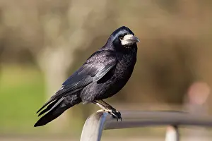Rook: Rook