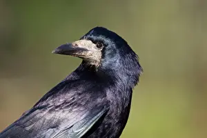 Rook: Rook
