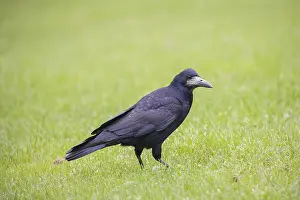 Rook: Rook - adult bird - Germany