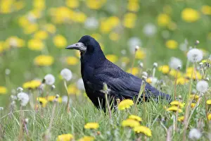 Rook: Rook - adult bird - Germany