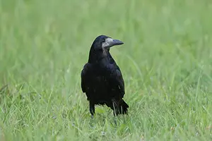 Crow Family: Rook