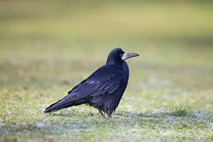 Crow Family: Rook