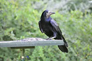 Frugilegus: Rook - on bird feeding table