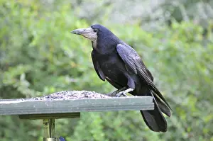 Frugilegus: Rook - on bird feeding table