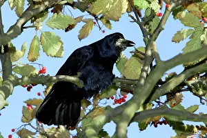 Rook: Rook - calling from tree