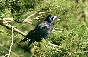 Rook: ROOK - on Conifer branch, LOOKING