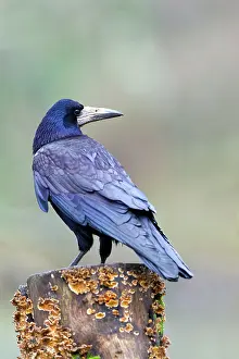 Corvid: Rook