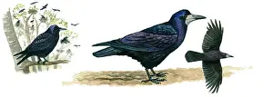 Crows: Rook