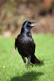 Frugilegus: Rook