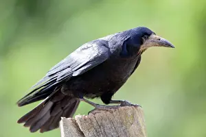 Frugilegus: Rook