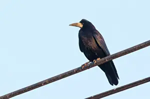 Rook: Rook (Corvus frugilegus), Crow perched on a wire