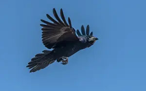 Soaring: Rook, Corvus frugilegus, in flight, autumn