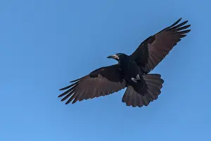 Soaring: Rook, Corvus frugilegus, in flight, autumn