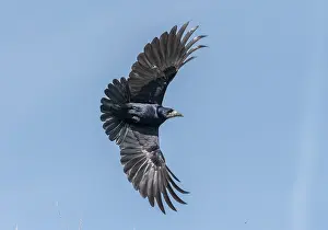 Colonial: Rook, Corvus frugilegus, in flight, spring
