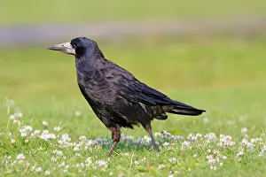 Rook: Rook
