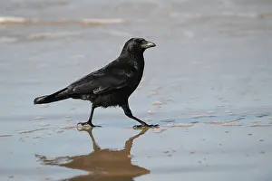 Rook: Rook