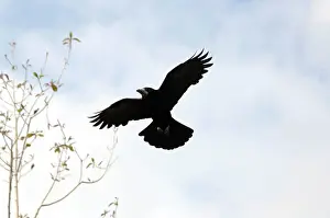 Frugilegus: Rook - In flight