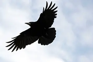 Frugilegus: Rook - In flight