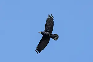 Crow Family: Rook flight