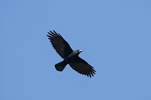 Crow Family: Rook flight