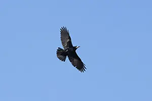 Crow Family: Rook flight