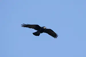 Crow Family: Rook flight