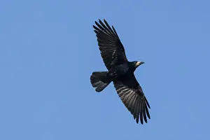 Crow Family: Rook flight