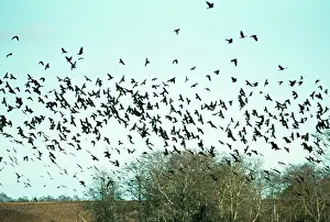 Sinister: ROOK - Flock in flight over trees