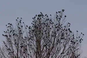 Murder: Rook flock Rook flock at roost in tree at dusk Germany