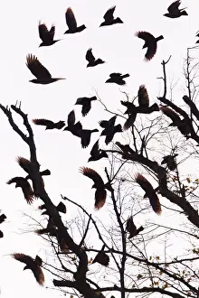 Jackdaw: Rook and Jackdaw - (Coloeus monedula) - flock leaving