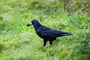 Rook: Rook, on meadow, carrying fir cone in beak, Northumberland