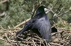 Rook: ROOK - on nest with young