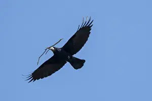 Corvus: Rook nesting material