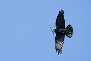 Holstein: Rook nesting material
