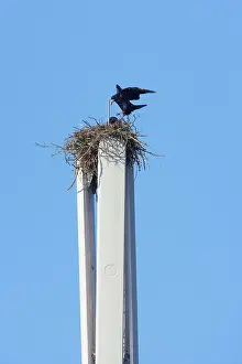 Phone: Rook - Pair nesting on mobile phone mast