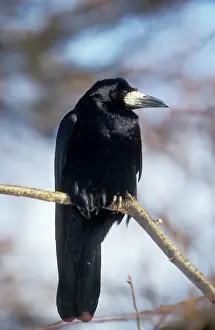 Sinister: ROOK - perched on branch